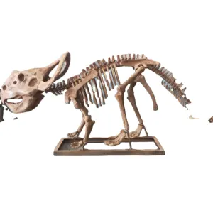 Factory Direct New Technology Lifelike Protoceratops Dinosaur Skeleton for Customized Park Installations