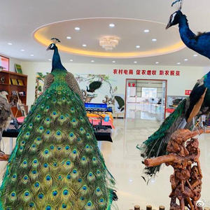 Grande taille photographie accessoires fête de mariage décoration de noël Simulation paon réel à la recherche plume paon spécimen - Product Image 5