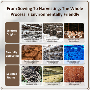 Suministro de fábrica china Tremella Fuciformis polvo cuerpo de fructificación pura 80 malla polvo de hongo blanco para alimentos - Product Image 4