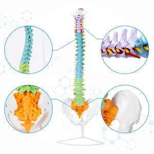 Modelo Anatómico de Mini <span class=keywords><strong>Columna</strong></span> Vertebral Humana Coloreada y Flexible, Modelo de <span class=keywords><strong>Esqueleto</strong></span> de la Espina Dorsal, Modelos de Anatomía con Arteria Vertebral - Product Image 5