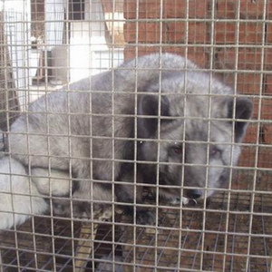 Nóng bán kim loại mạ kẽm trang trại hàng rào 1/4 inch 2mm Dệt Phong cách đồng bằng dệt dây lưới 6mm 8mm nóng đấm HW-3 tùy chỉnh cắt - Product Image 4