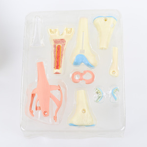 Rompecabezas <span class=keywords><strong>del</strong></span> <span class=keywords><strong>Cuerpo</strong></span> <span class=keywords><strong>Humano</strong></span>, Juego de Juguetes de Anatomía, Modelo de Corazón, Cerebro, Cráneo, Ojo, Oído, Mano, Diente y Órganos para Niños, Educación Científica y Exhibición de Estudio - Product Image 5