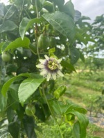 Vietnamese zuurzure passievruchten, 100% paarse passievrucht, hoge kwaliteit, nieuw, 10-14 stuks/kg, verse passievruchten