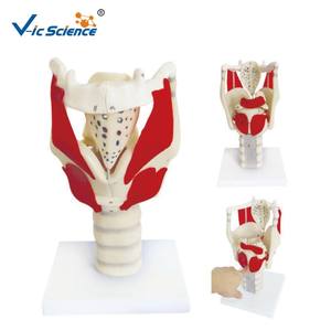Structure <span class=keywords><strong>du</strong></span> larynx médical <span class=keywords><strong>humain</strong></span> de haute qualité et modèle d'enseignement médical élargi fonctionnel - Product Image 1