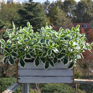 Hojas Artificiales <span class=keywords><strong>de</strong></span> Schefflera <span class=keywords><strong>de</strong></span> 7 Ramas, Flores <span class=keywords><strong>de</strong></span> Seda Decorativas, <span class=keywords><strong>Planta</strong></span> para Paisajismo, Vegetación Artificial para Uso en Interiores/Exteriores - Product Image 2