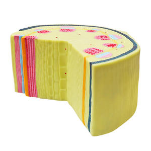 Modelo de Tallo de Dicotiledón Kepu 36521, Secciones Transversales <span class=keywords><strong>y</strong></span> Longitudinales, No Eléctrico, para Enseñanza de Biología en Laboratorios de Escuelas Secundarias - Product Image 3