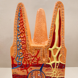 Villi intestinali ZM5040 ingranditi - Product Image 4