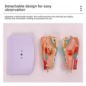 Modèle anatomique 2X agrandi pour la formation médicale, en PVC, représentant le pharynx, le larynx avec les vaisseaux sanguins, la thyroï<span class=keywords><strong>de</strong></span> et le pomme <span class=keywords><strong>de</strong></span> l'œuf d'Adam, pour l'enseignement - Product Image 5