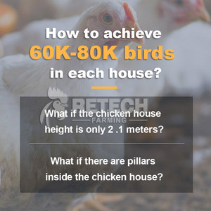 Équipement d'élevage de poulets de chair automatique multi-niveaux à chaîne avec système de contrôle climatique avicole - Product Image 3