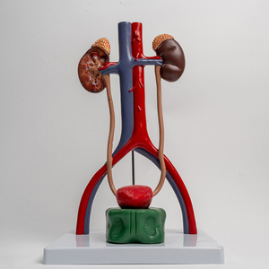 แบบจำลองระบบปัสสาวะและอวัยวะสืบพันธุ์ของมนุษย์แบบจำลองสามมิติของกระเพาะปัสสาวะและท่อไต1:1แบบจำลองระบบทางเดินปัสสาวะ - Product Image 5