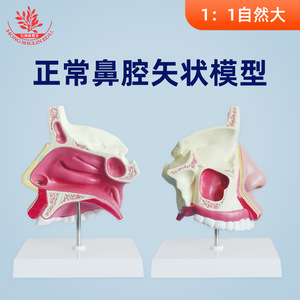 Modelo sagital de cavidad nasal humana normal, comunicación médico-paciente en otorrinolaringología, escuela de medicina de educación superior - Product Image 5