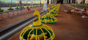 Sistema <span class=keywords><strong>de</strong></span> bebedero automático <span class=keywords><strong>para</strong></span> <span class=keywords><strong>pollos</strong></span>, línea <span class=keywords><strong>para</strong></span> criar <span class=keywords><strong>pollos</strong></span> en el suelo - Product Image 3