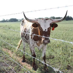 โรงงานผลิต<span class=keywords><strong>ลวดหนาม</strong></span>ชุบสังกะสีแบบจุ่มร้อน รั้ว<span class=keywords><strong>ลวดหนาม</strong></span>ม้วน รั้วฟาร์ม รั้วรักษาความปลอดภัย - Product Image 6