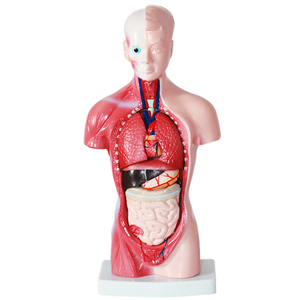 Medische Wetenschap 28Cm 15 Delen Menselijk Torso Model Anatomisch Model Van Menselijke Organen Onderwijs Modelleer Model - Product Image 1