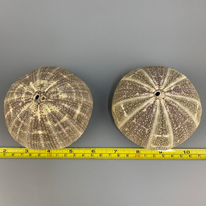 Oursins décoratifs de grande taille pour l'artisanat et la décoration, pour les plantes aériennes - Product Image 4