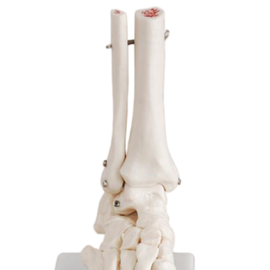 Modèle anatomique grandeur nature ADA ADA-113/ADA-114, articulations de la main, bassin, 5 vertèbres lombaires pour l'enseignement médical, démonstration de maladies - Product Image 6