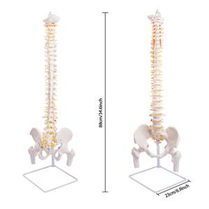 Lehrmittel Lebensgroßes Menschliches Wirbelsäulenmodell mit Gelenken, Wirbeln, Nerven, Arterien, Lendenwirbelsäule und Becken-Skelettmodell - Product Image 2