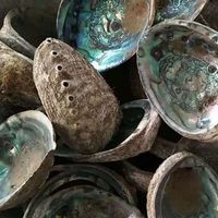 Coquille d'Abalone de Mexique Paua de bonne qualité, matière brute, 11-13 cm, à vendre
