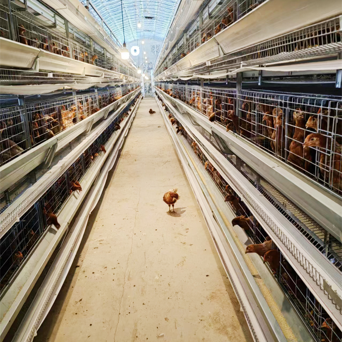 h type cage with trays