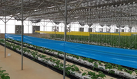 Piège à roulettes collant pour serre agricole, jaune, bleu, pour les insectes, les fouets ailés, les alvéoles et les moucherons