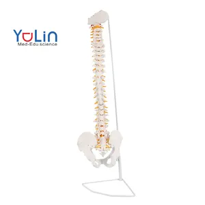 医学教学脊柱模型人体脊柱模型垂直塑料柔性85厘米包括骨盆骶骨枕骨