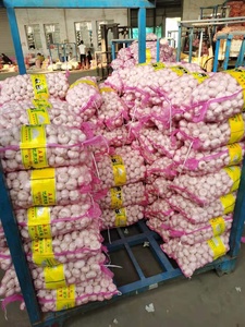 <span class=keywords><strong>Ail</strong></span> frais 2025 Nouveau <span class=keywords><strong>prix</strong></span> Exportation d'<span class=keywords><strong>ail</strong></span> d'<span class=keywords><strong>éléphant</strong></span> vers le BRÉSIL EURO EGYPTE AFRIQUE - Product Image 5