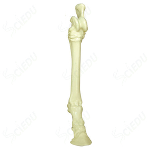 Equipo de enseñanza Modelo de enseñanza veterinaria Recurso de enseñanza Modelo de esqueleto animal Modelo de biología de esqueleto de caballo - Product Image 3