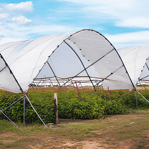 <span class=keywords><strong>Invernadero</strong></span> de túnel alto tipo oruga de bajo costo, solución económica perfecta para el cultivo de bayas pequeñas y medianas - Product Image 6