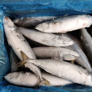 Pescado Atún del Pacífico Congelado Entero, Atún del Pacífico Congelado a Granel 300-400g - Product Image 1