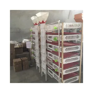 Good quality H type automatic plastic quail cage