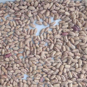 Mijo Indio 100% Natural de Primera Calidad para Exportación, Proveedor a Granel TRANSOCEANICAL IMPEX - Product Image 1