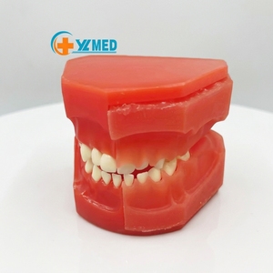 Modèle alternatif de développement buccal, 10 à 5 ans, dents permanentes, anatomie, médical, équipement d'éducation - Product Image 1