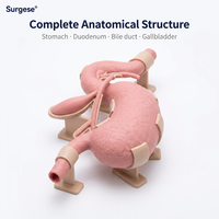Modèle de pratique d'endoscopie gastro-intestinale, simulateur biomimétique d'estomac et de duodénum pour la formation aux compétences en gastroscopie et ERCP, OEM