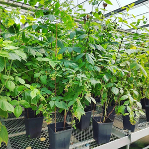 Macetas Cuadradas Modernas de <span class=keywords><strong>7</strong></span> <span class=keywords><strong>Litros</strong></span>, Negras, de PP, Contenedor de Plástico para Árboles y Bayas - Product Image 6