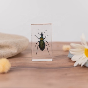 Thực sự lỗi thực sự côn trùng mẫu vật Cicada nhựa hiển thị taxidermy côn trùng tất cả các côn trùng nhúng taxidermy Quà Tặng tự nhiên - Product Image 3