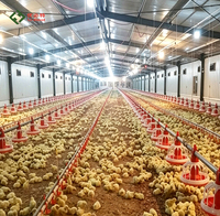 Équipement d'élevage de volailles pour fermes avicoles : Ligne d'alimentation et d'abreuvement pour poulets de chair