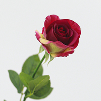Realistische Diana Rose Hotel Familie Decoratie Verloopkleur Klein Hoofd Enkel Takje voor Afstuderen Valentijnsdag Kerstmis