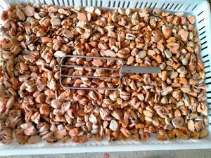 Mayorista Mariscos Carne de mejillón hervida congelada IQF - Product Image 5