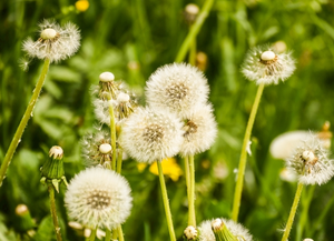 Polvo de Extracto de Raíz de Diente de León con 20% de Polisacáridos Naturales de Alta Calidad, Gran Venta - Product Image 3