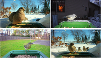 Caméra de surveillance des oiseaux 4K UHD OEM/ODM avec identification IA des plus de 10 000 espèces, Wi-Fi intelligent et suivi automatique