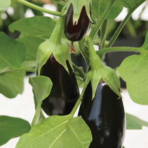 Graines de Aubergine Hybride F1 Black Beauty Pureté 99% Haute Germination Origine Pakistan - Product Image 4