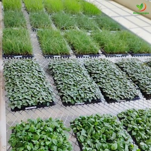 50 72 105 128 200 plug cellules semences plastique starting plateaux pour la tomate, microgreens, aubergine, poireau - Product Image 1