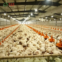 Système d'alimentation automatique pour poulets avec ligne d'eau pour élevage au sol, équipement d'alimentation pour poulets de chair et poules pondeuses