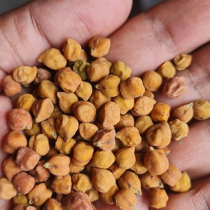 Kacang Kapri Segar Matang Berkualitas Premium 25kg Siap Makan Camilan Siap Kirim Grosir Dari Indonesia