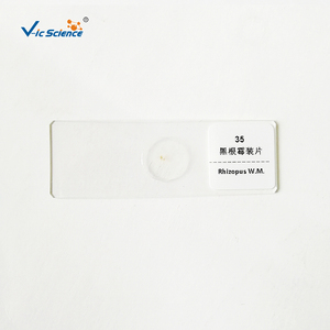 Lot de 12 Lames Préparées de <span class=keywords><strong>Champignons</strong></span> pour Microscope – Prix Usine - Product Image 2