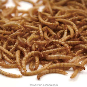 Venta al por Mayor de Gusanos de Pan Secos 100% Naturales, Gusanos de la Harina Amarillos para Pájaros, Peces, Tortugas, Alimento Liwei - Product Image 1