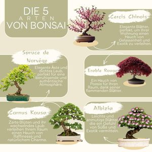 Mini 5 sẵn sàng để phát triển Bonsai Kit trồng trong nhà món quà ý tưởng với Red Maple Trung Quốc cercis juniperus liquidambar vân sam Đỏ - Product Image 5