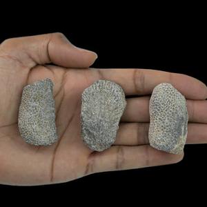 Venta al por Mayor de Piedra de Coral de Alta Calidad, Material en Bruto de 3-5cm, CrystalHola, Tendencia de Moda para Decoración del Hogar, Regalo Educativo o de Colección - Product Image 2