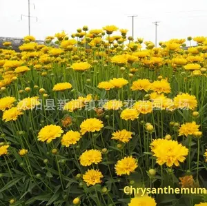 <span class=keywords><strong>Semi</strong></span> <span class=keywords><strong>di</strong></span> Coreopsis a Fiori Grandi Perenni, Facili da Seminare, Crescita Rapida, Varietà Selvatica per Paesaggistica e Fiori Marini - Product Image 5