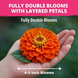Sachet de graines de Zinnia Dahlia Cedar Space, non-OGM, Zinnia Elegans aux couleurs vives, facile à cultiver pour les jardins de pollinisateurs et les pots - Product Image 2